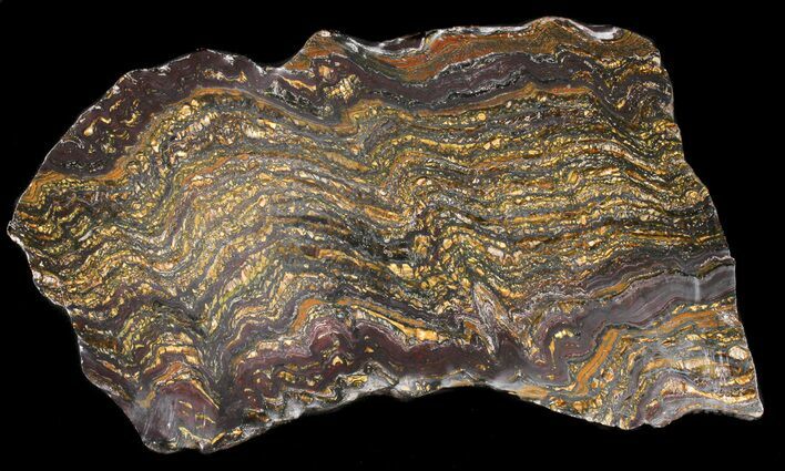 Polished Tiger Iron Stromatolite - ( Billion Years) #38914